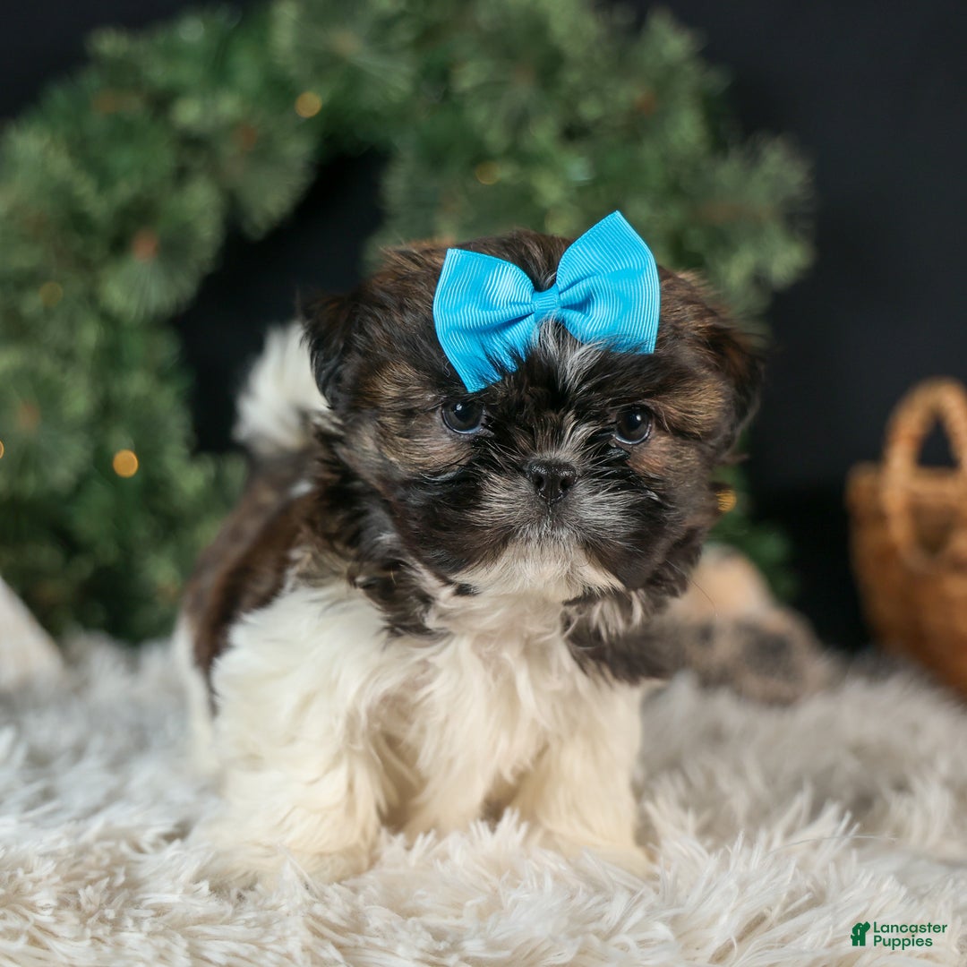 Shih Tzu dogs for sale: ROSCOE - Ad 10