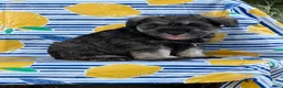 Miniature Schnauzer dogs for sale: Kenneth Miniature Schnauzer  - Ad 10