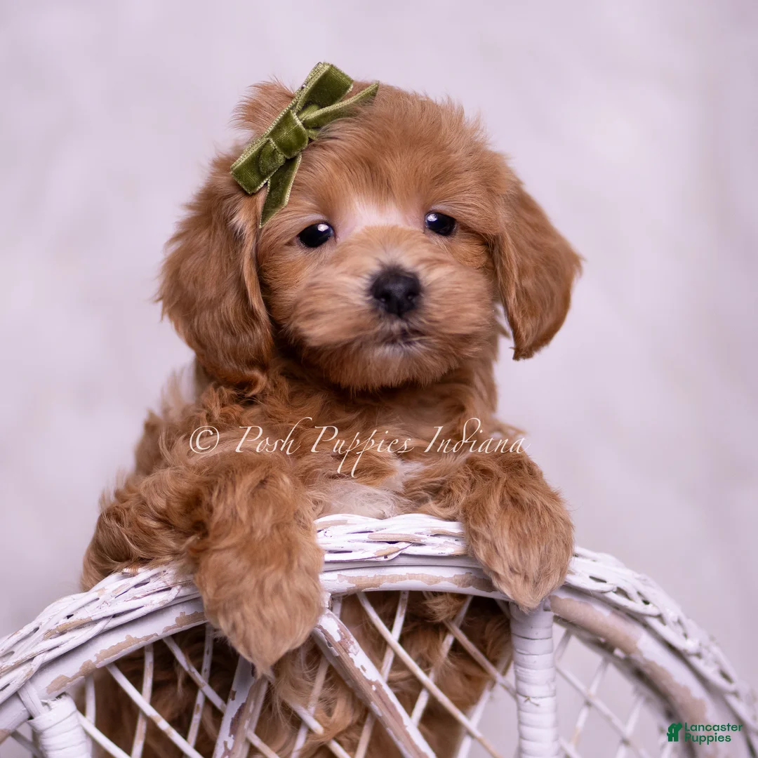 Maltipoo dogs for sale: Hunter - Ad 1