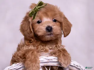 Maltipoo dogs Hunter - Ad 9