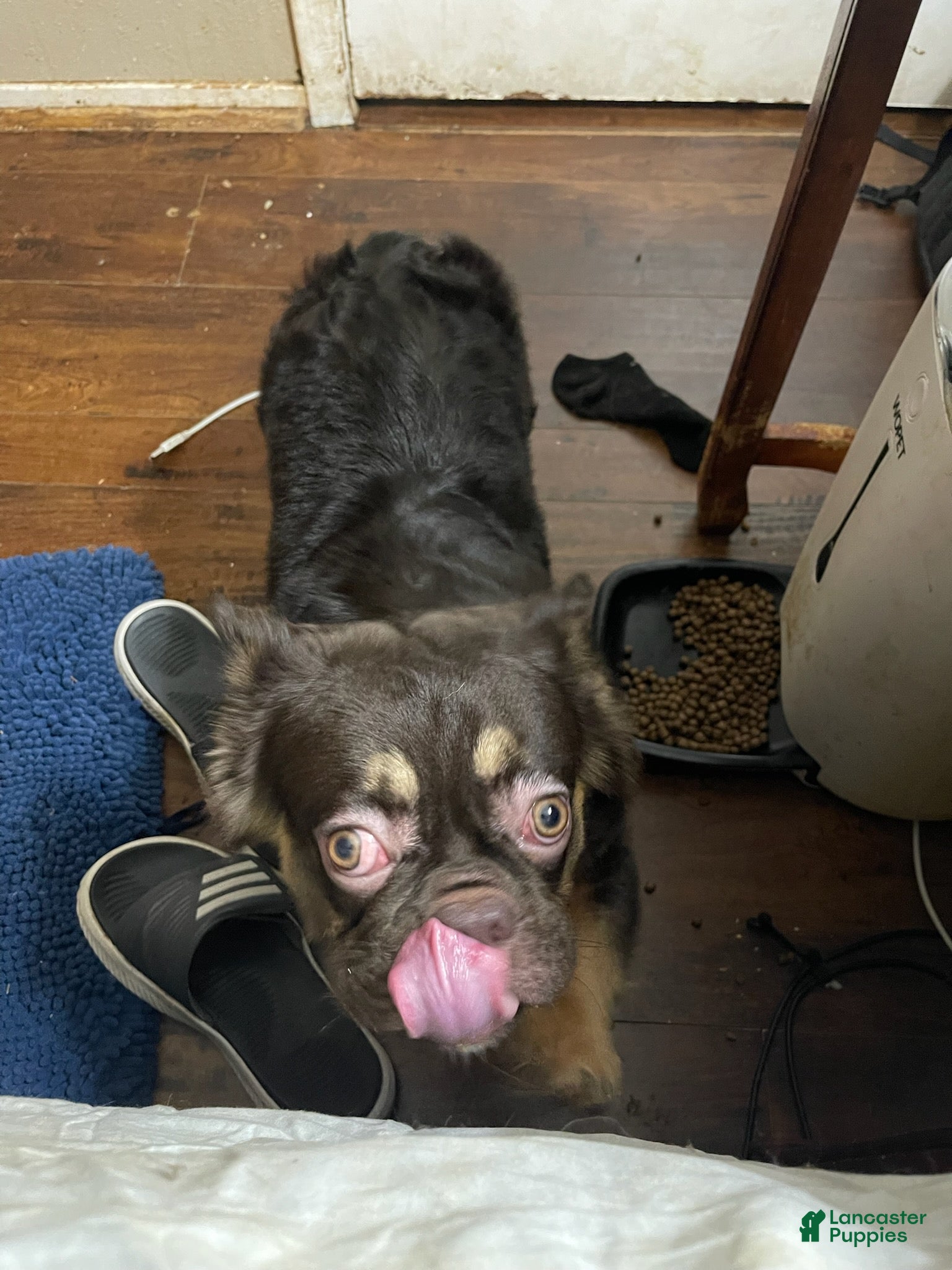 French Bulldog dogs Mickey - Ad 1