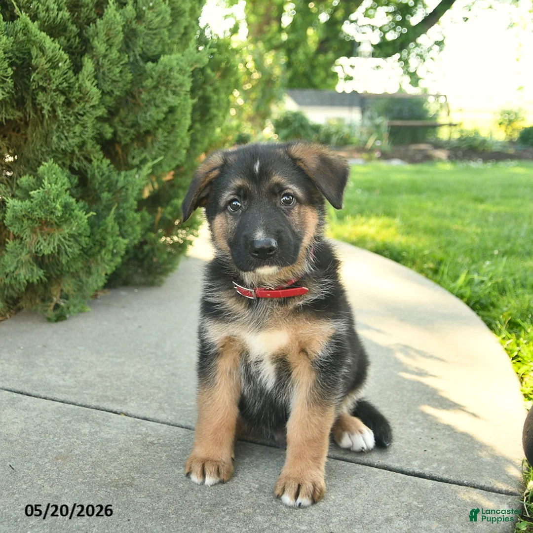 Mixed Breed dogs for sale: Roman  - Ad 2