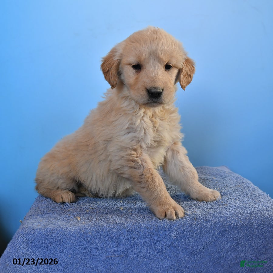 Golden Retriever dogs Ona - Ad 7