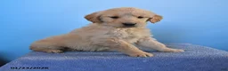 Golden Retriever dogs for sale: Ona - Ad 1