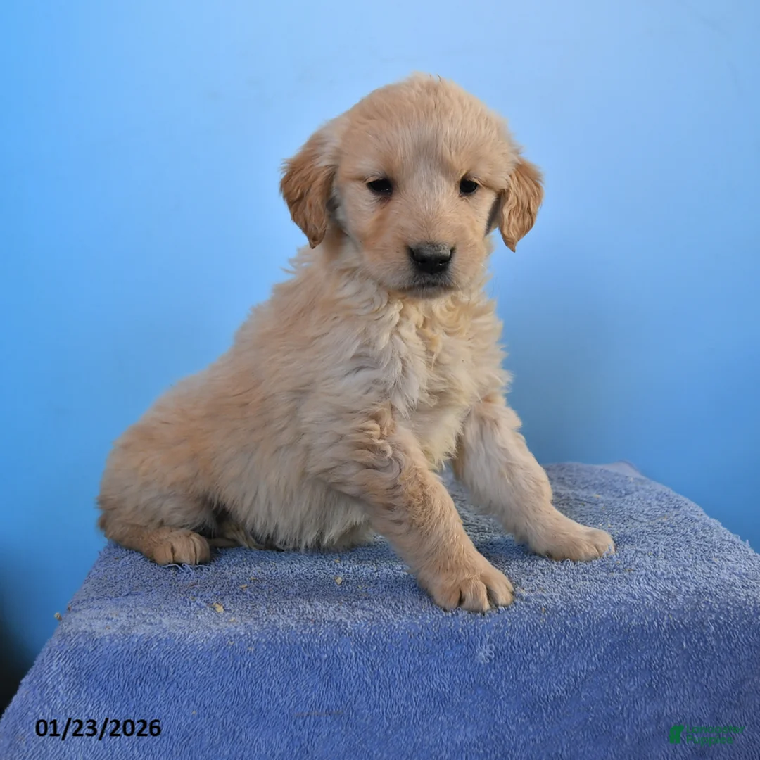 Golden Retriever dogs for sale: Ona - Ad 1