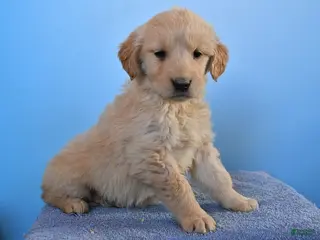 Golden Retriever dogs Ona - Ad 7