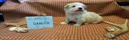 Maltipoo dogs for sale: Ranger - Ad 8
