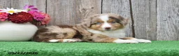 Miniature Australian Shepherd dogs for sale: Skye - Ad 4