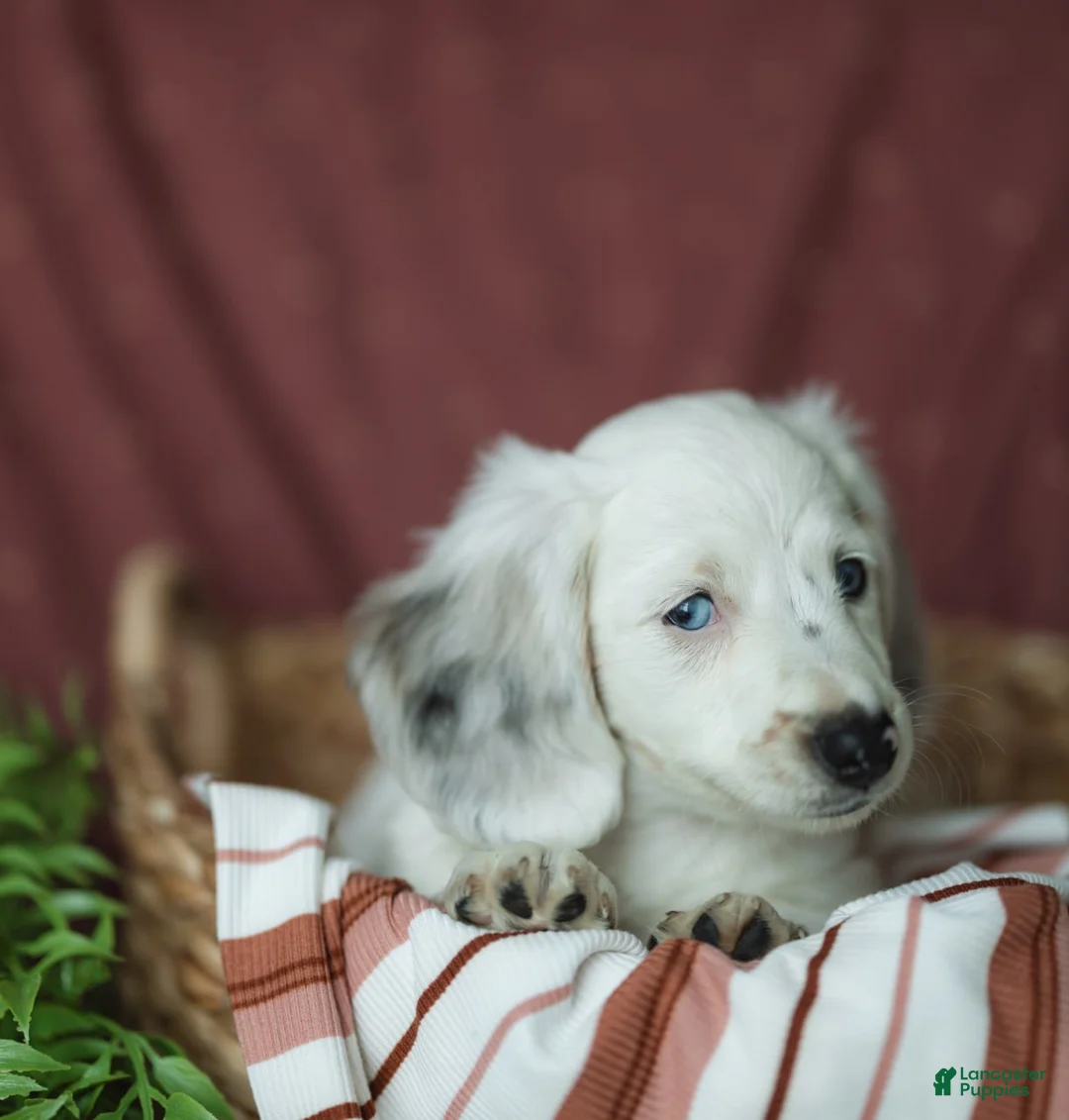 Miniature Dachshund dogs for sale: Oak 🤍 - Ad 4