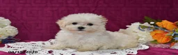 Maltipoo dogs for sale: Ellie - Ad 4
