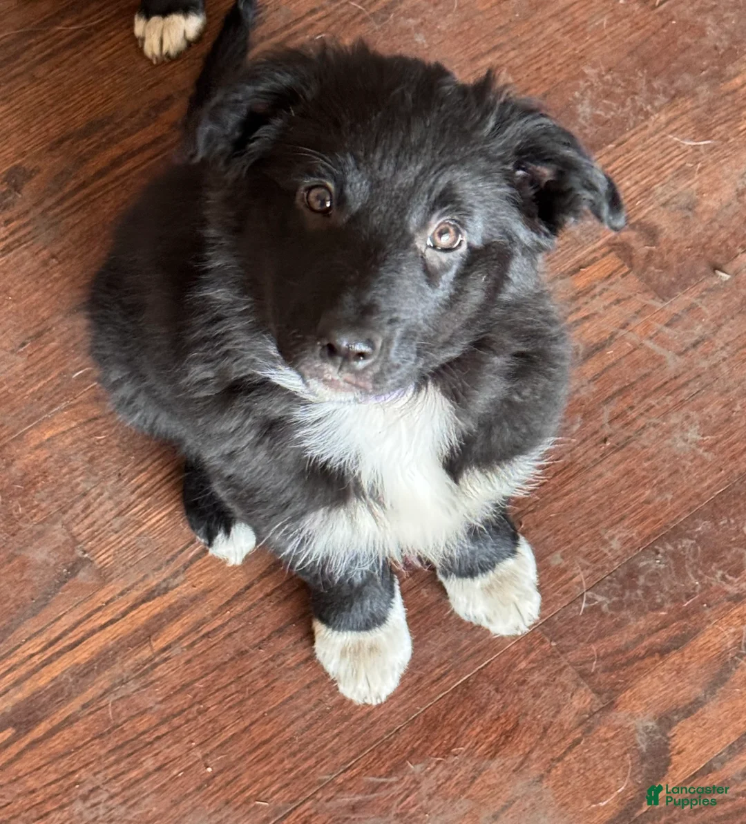Mixed Breed dogs for sale: Fluffy - Ad 1