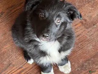 Mixed Breed dogs for sale: Fluffy - Ad 4