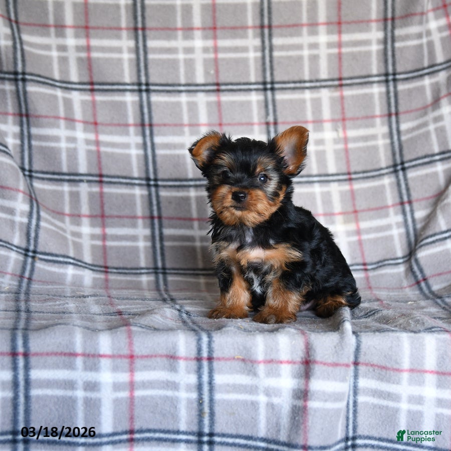 Yorkshire Terrier dogs Oscar - Ad 2