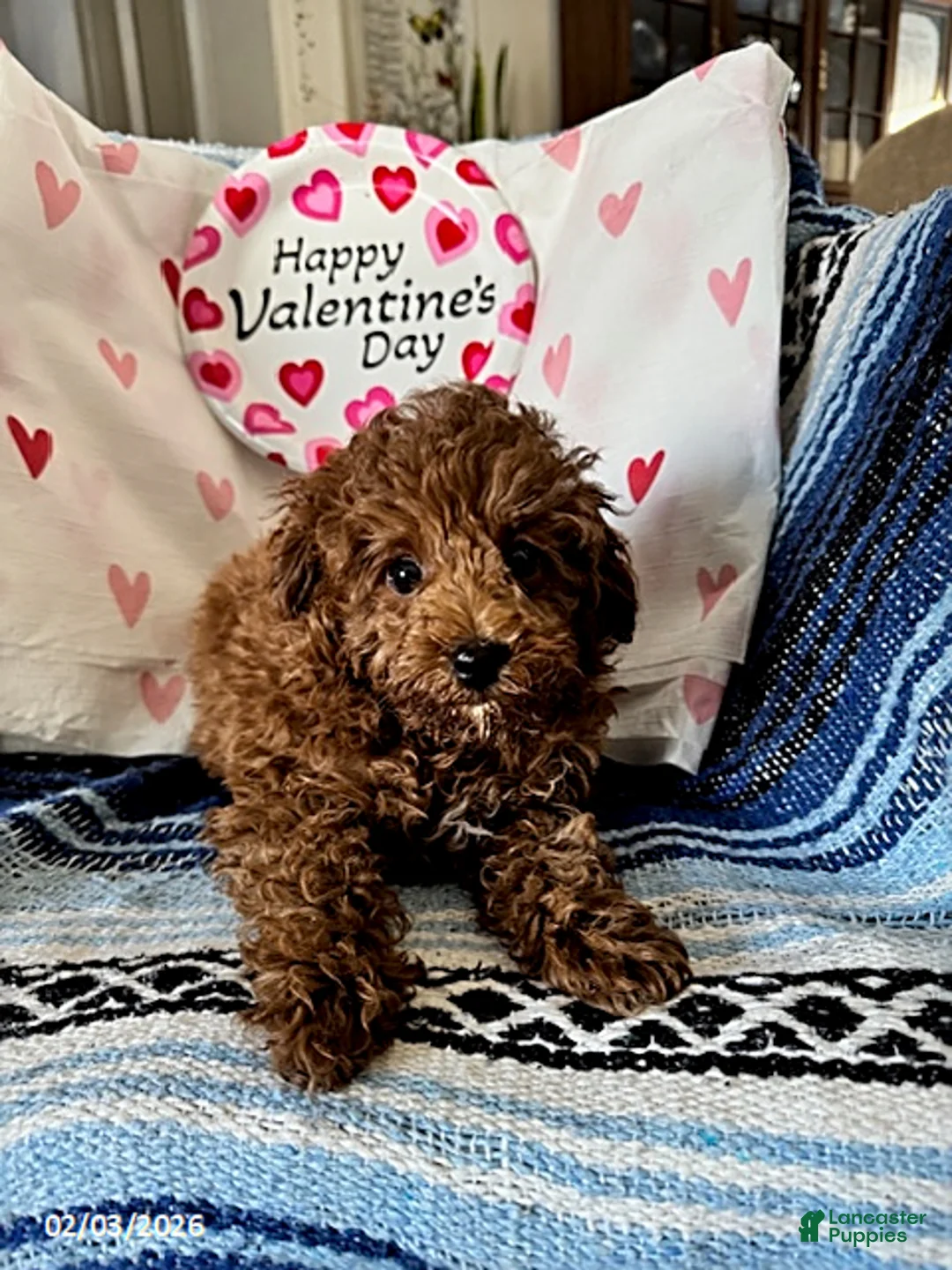 Maltipoo dogs for sale: Tulip - Ad 4