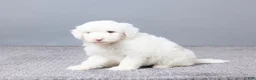 Sheepadoodle dogs for sale: Addison - Ad 8