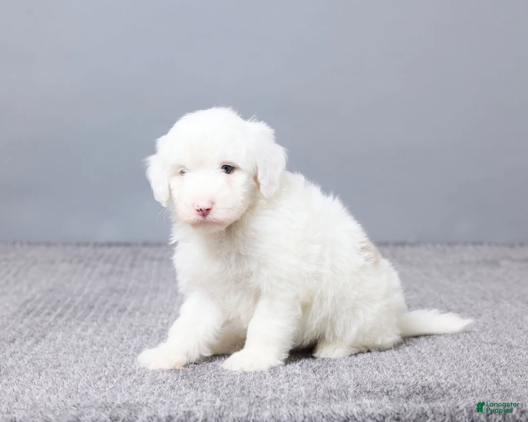 Sheepadoodle dogs for sale: Addison - Ad 8