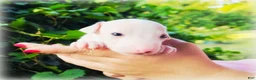 Italian Greyhound dogs for sale: Diorin - Ad 3