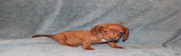 Miniature Dachshund dogs for sale: Bob Mini  - Ad 6
