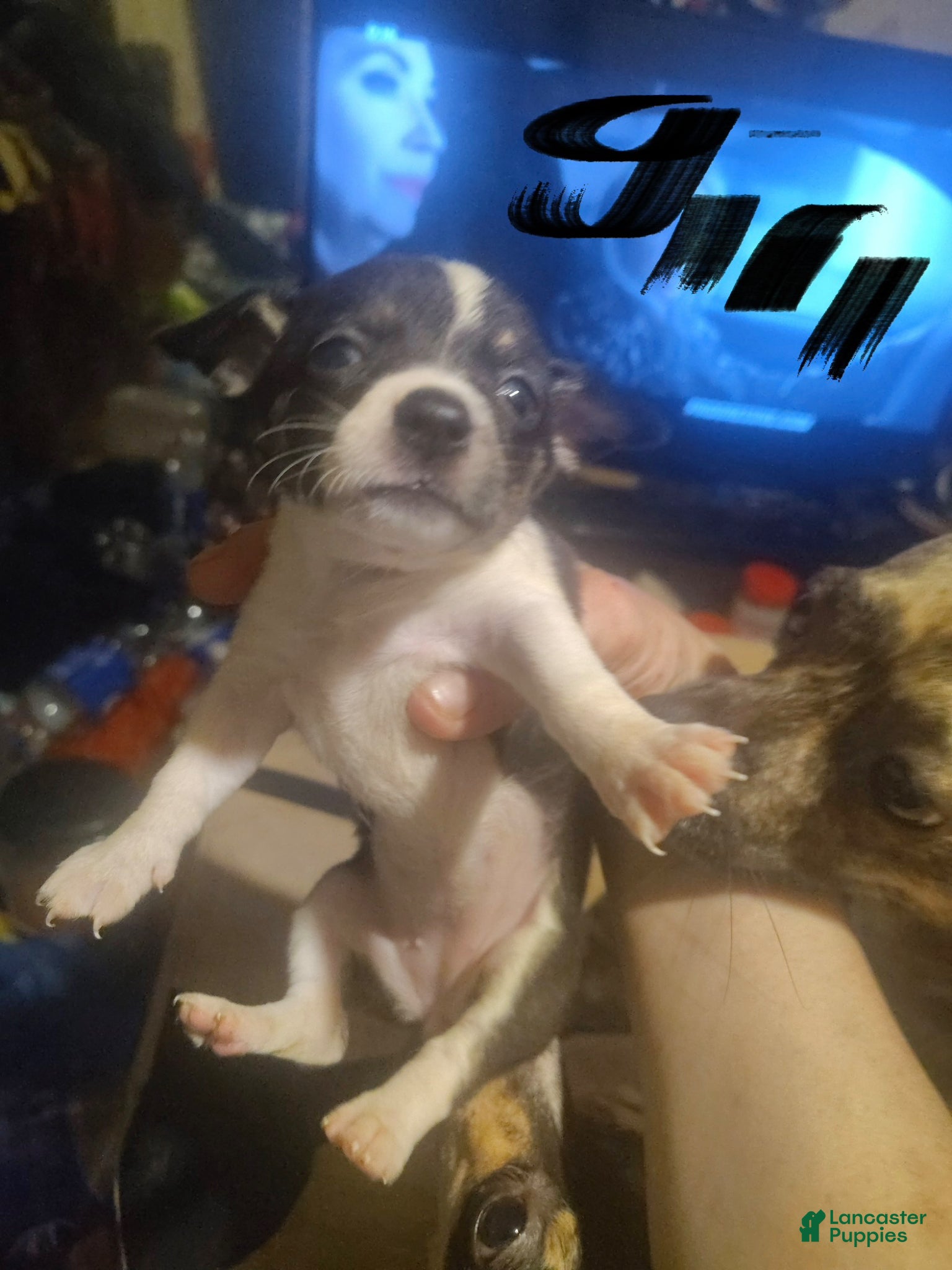 Mixed Breed dogs precious princess - Ad 23