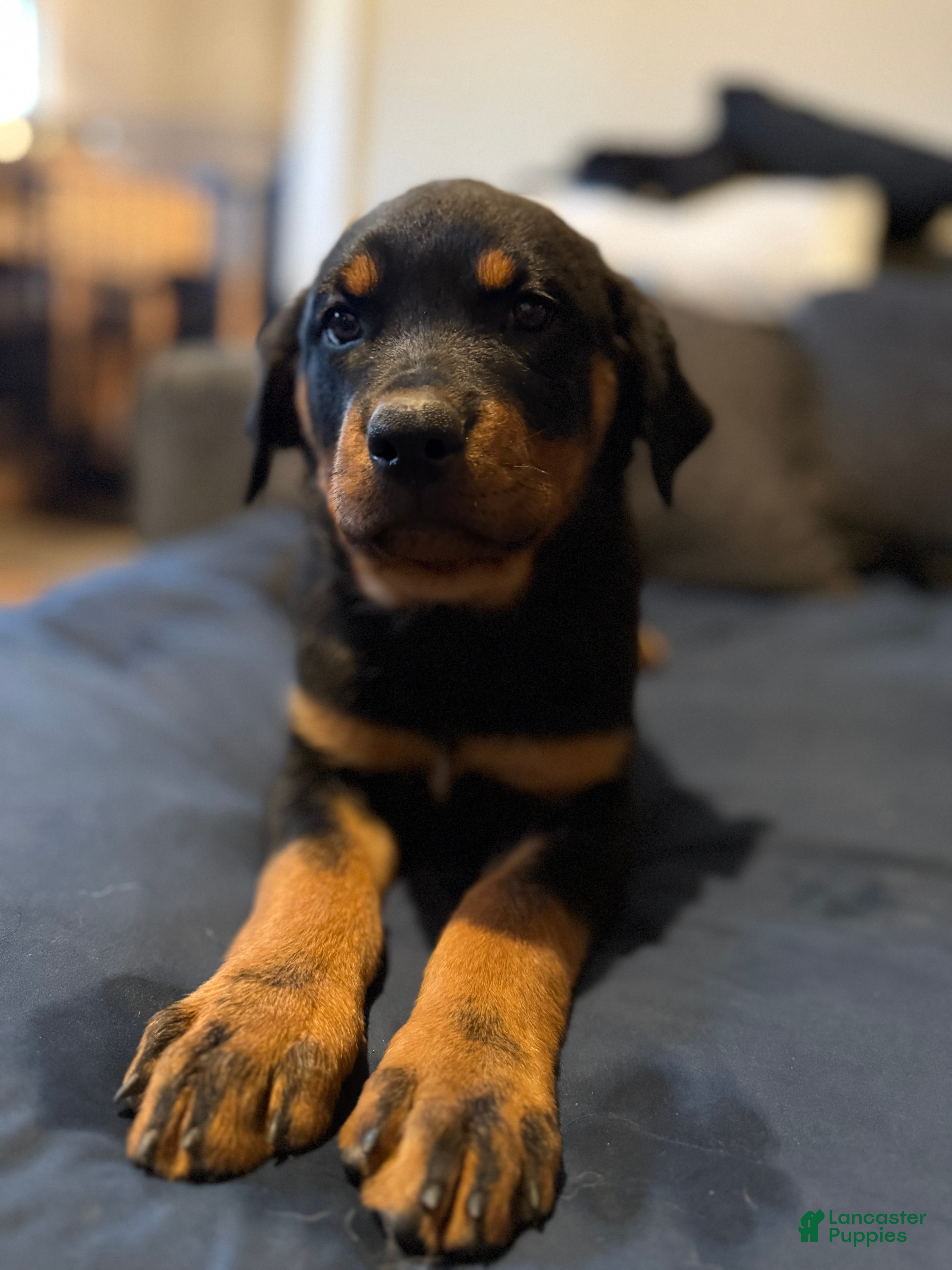 Rottweiler dogs Willow (orange) - Ad 1