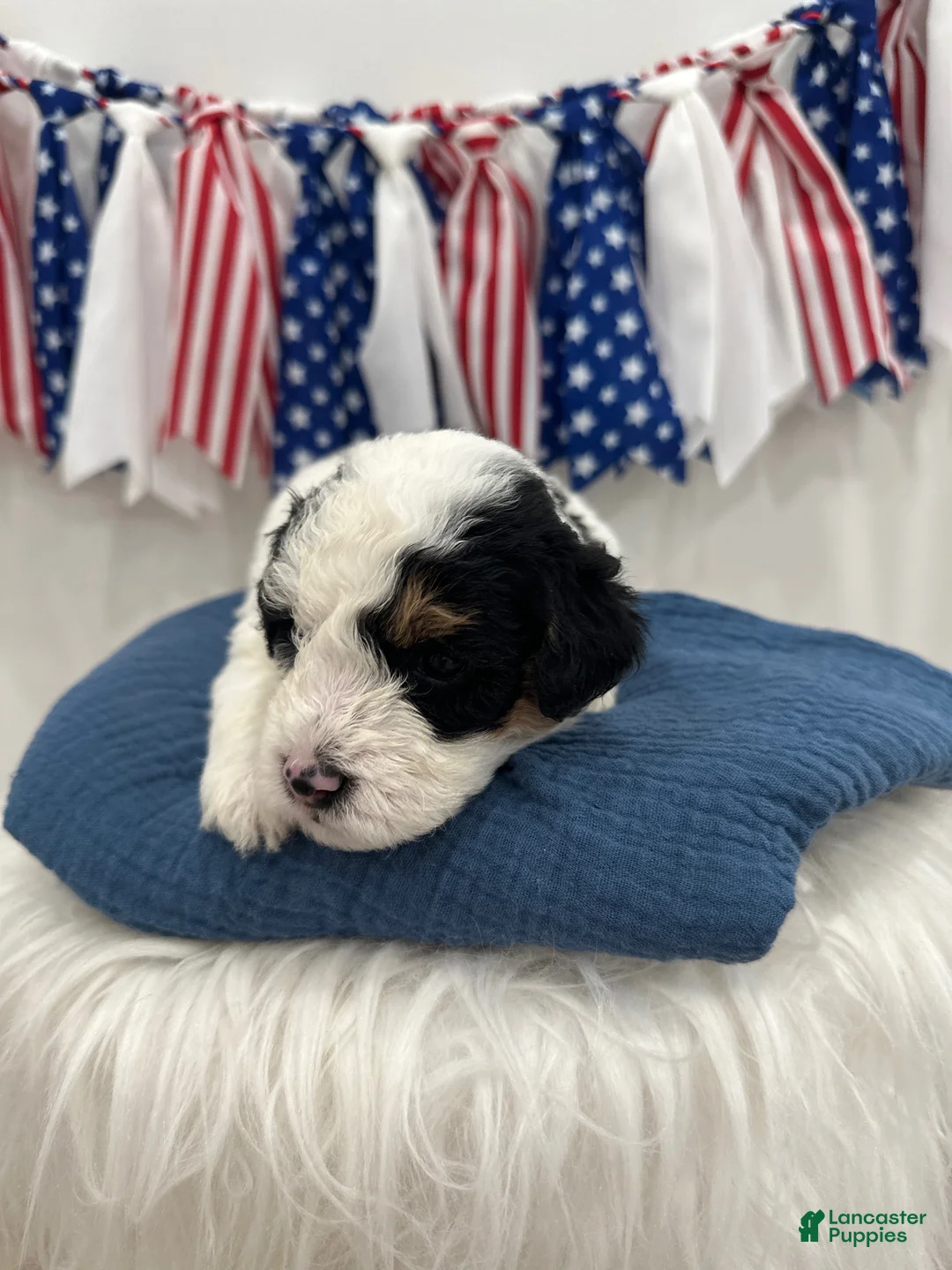 Mini Aussiedoodle dogs for sale: Tate - Ad 2
