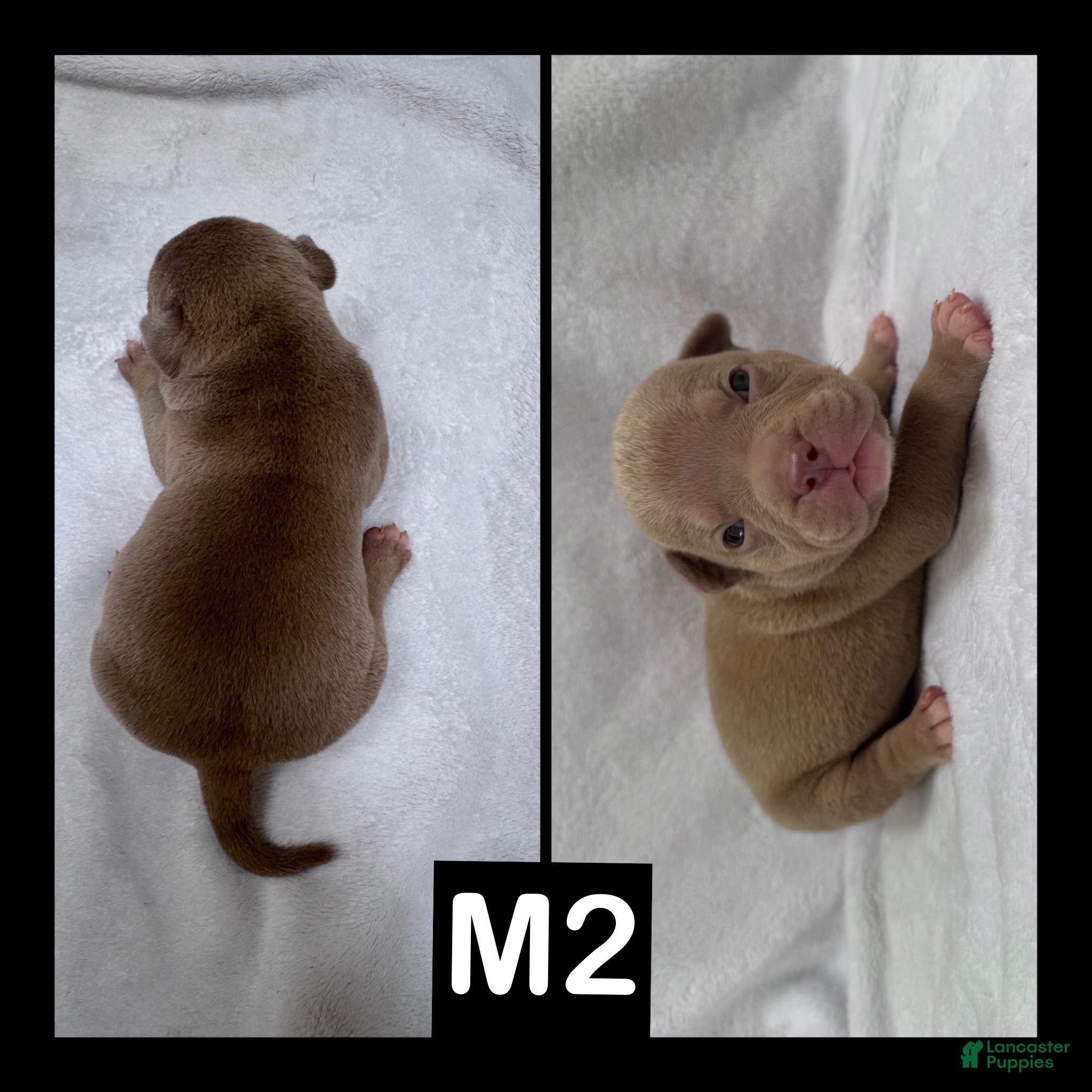 American Bully dogs Male 2 - Ad 6