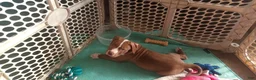 American Pit Bull Terrier dogs for sale: American Pit Bull Terrier 1 - Ad 2