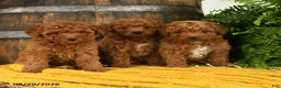 Toy Poodle dogs for sale: Nala - Ad 5
