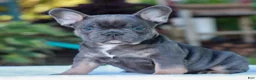 French Bulldog dogs for sale: Dexter  - Ad 2