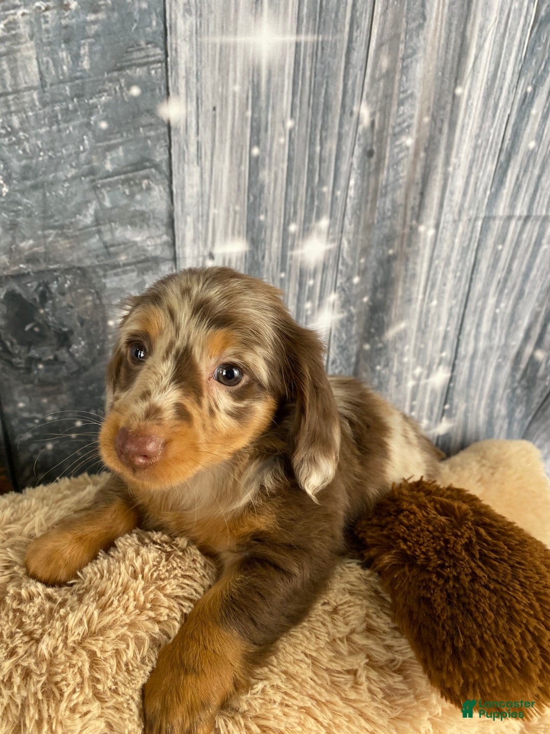 Miniature Dachshund dogs for sale: Raven - Ad 8