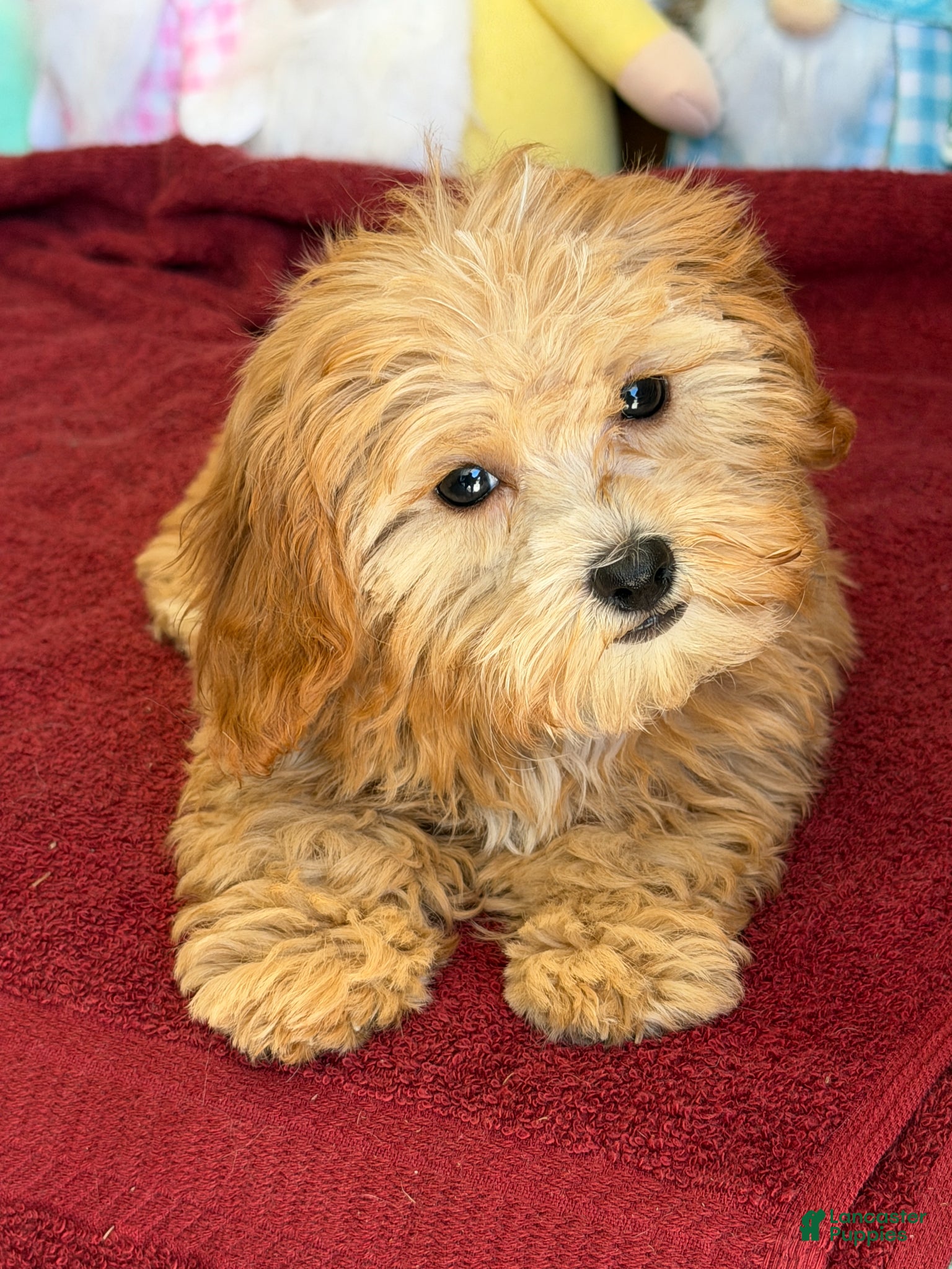 Cavapoo dogs Vinny - Ad 36
