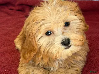 Cavapoo dogs Vinny - Ad 23