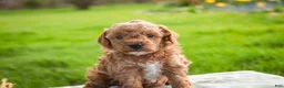 Miniature Poodle dogs for sale: Pedro - Ad 3