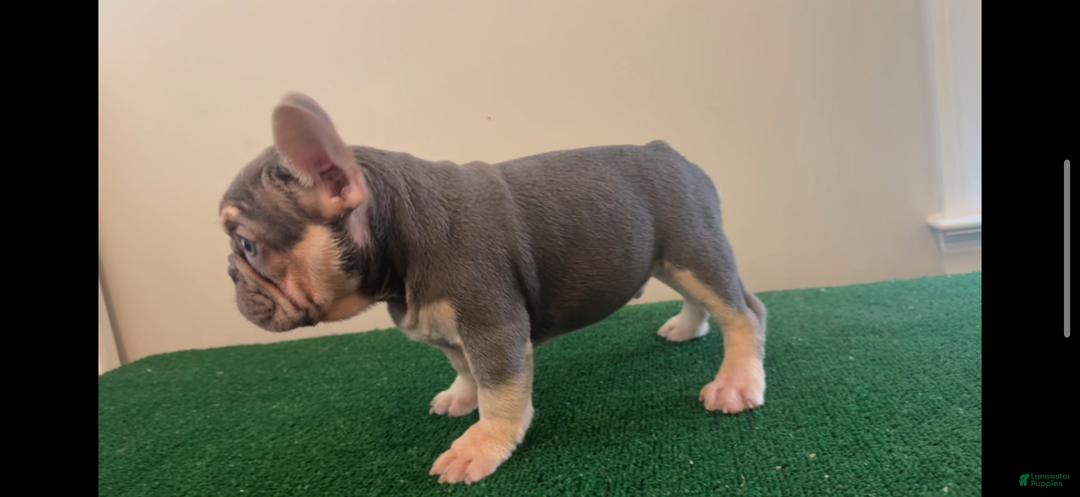 Gallery Image {{count}}