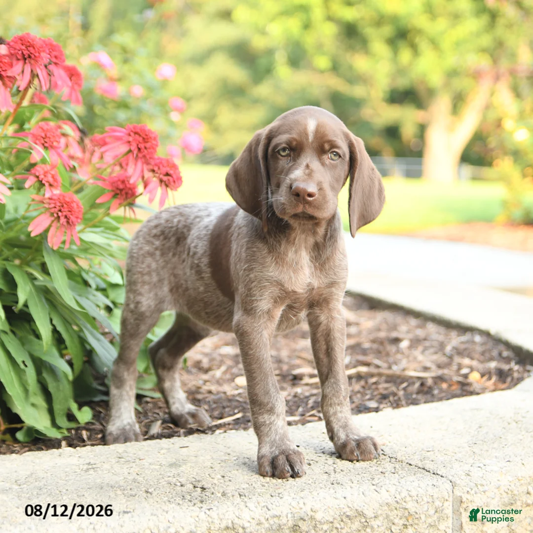 German Shorthaired Pointer dogs for sale: Alisa - Ad 2