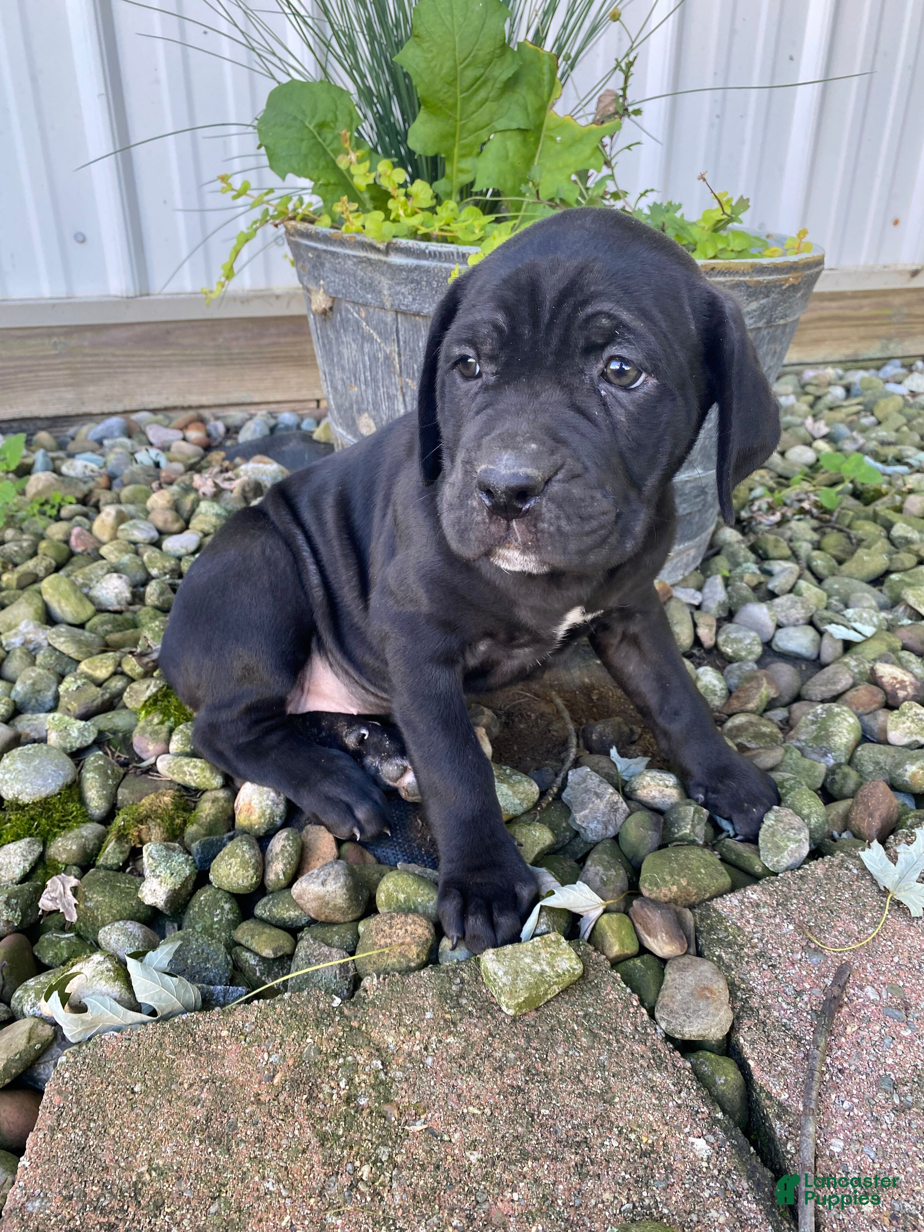 Jennifer (Cane Corso, Female) in Apple Creek, OH