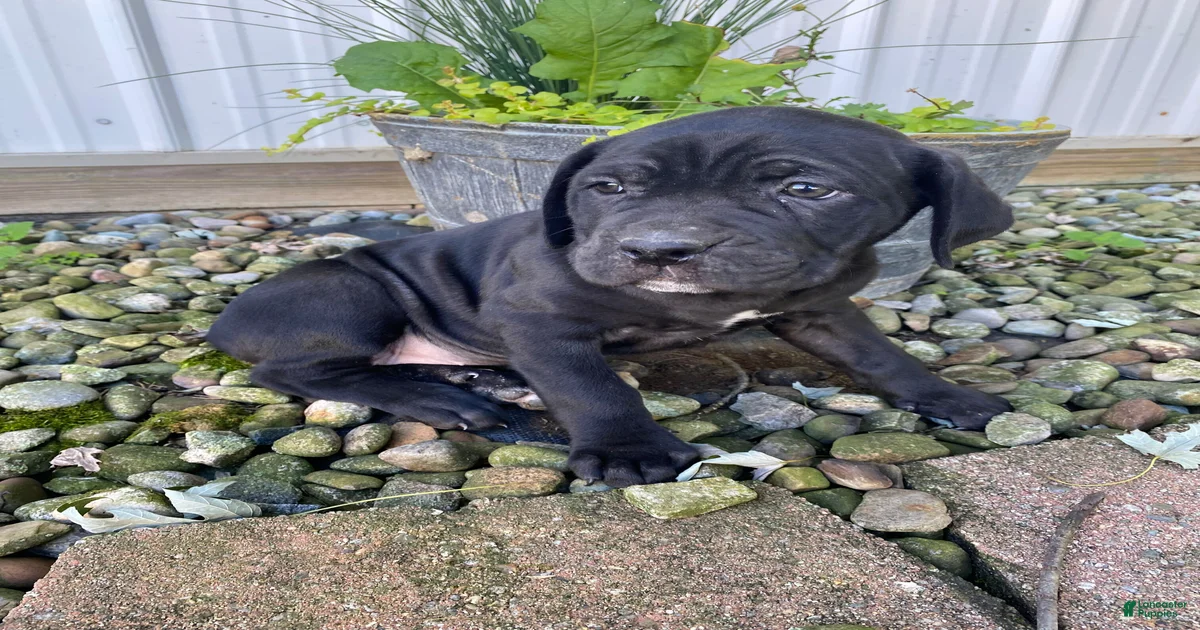 Cane Corso Puppies for sale in Cuyahoga Falls, Ohio | Lancaster Puppies