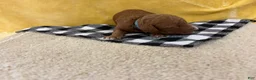 Mini Goldendoodle dogs for sale: Otto - Ad 3