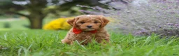Cavapoo dogs for sale: Rover - Ad 7