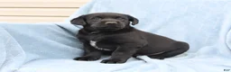 Labrador Retriever dogs for sale: Scout - Ad 3