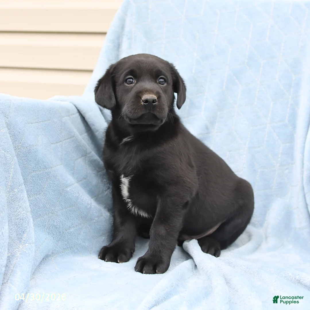 Labrador Retriever dogs for sale: Scout - Ad 3