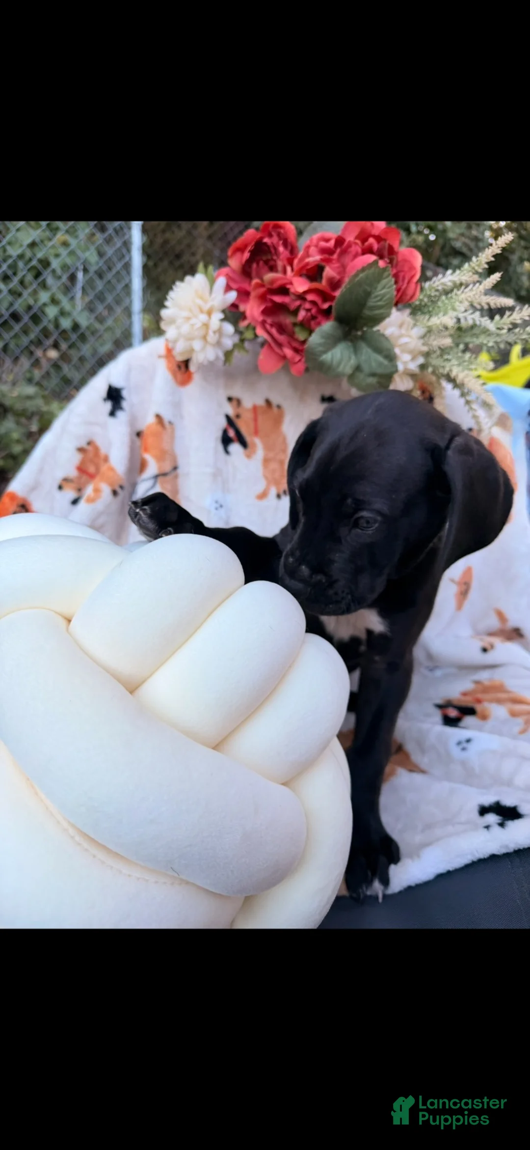 Great Dane dogs for sale: Great Dane 8 - Ad 1