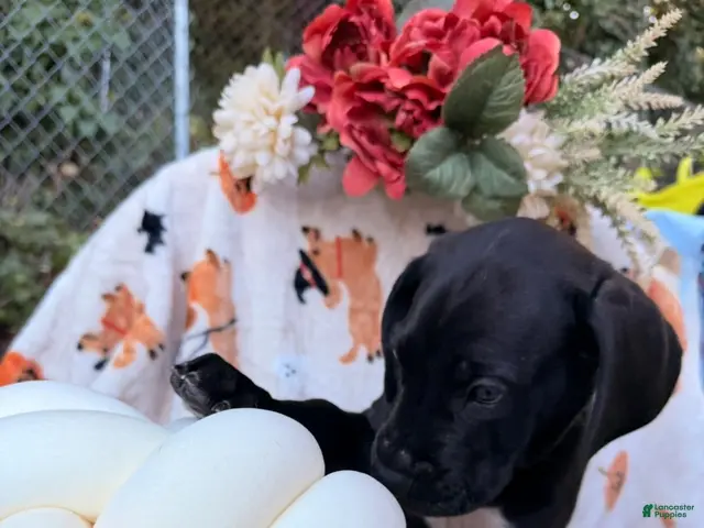 Great Dane dogs for sale: Great Dane 8 - Ad 28
