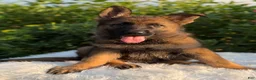German Shepherd dogs for sale: Remi - Ad 6