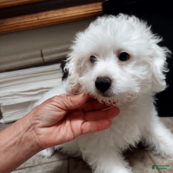 Maltipoo dogs Maltipoo Puppy 2 - Ad 2