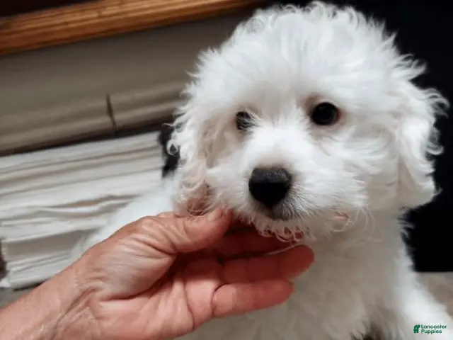 Maltipoo dogs for sale: Maltipoo Puppy 2 - Ad 2