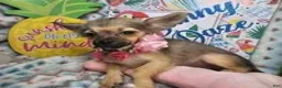 Chihuahua dogs for sale: Fawna LH (4 1/2 lbs) - Ad 4