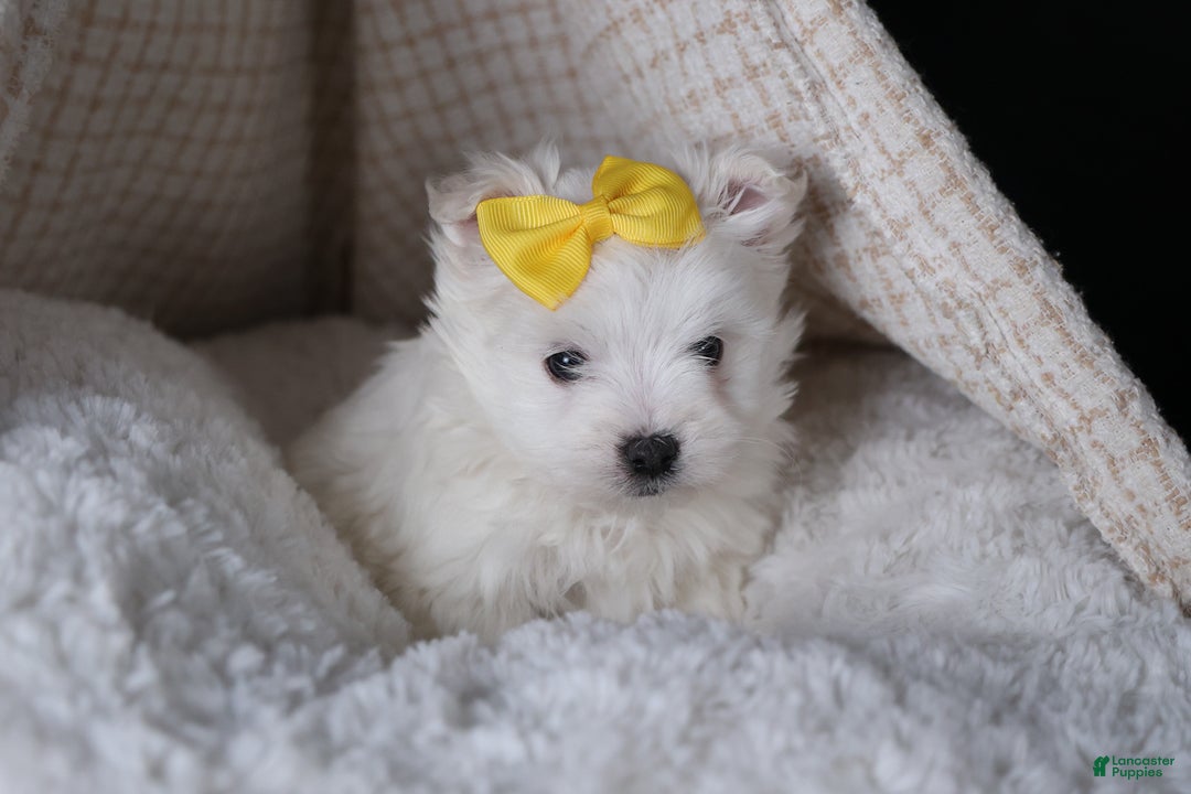 Maltese dogs for sale: ALEX - Ad 14