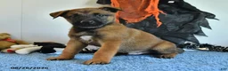 Belgian Malinois dogs for sale: Sevenis - Ad 8