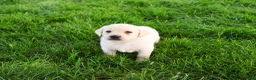 Labrador Retriever dogs for sale: Phineas  - Ad 3
